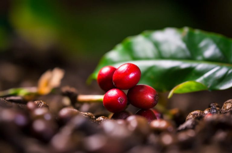 Кофе ягода, а не какао